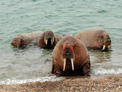 Walrussen rusten aan de kust van Spitsbergen tijdens een 15-daagse reisroute, dag 3.