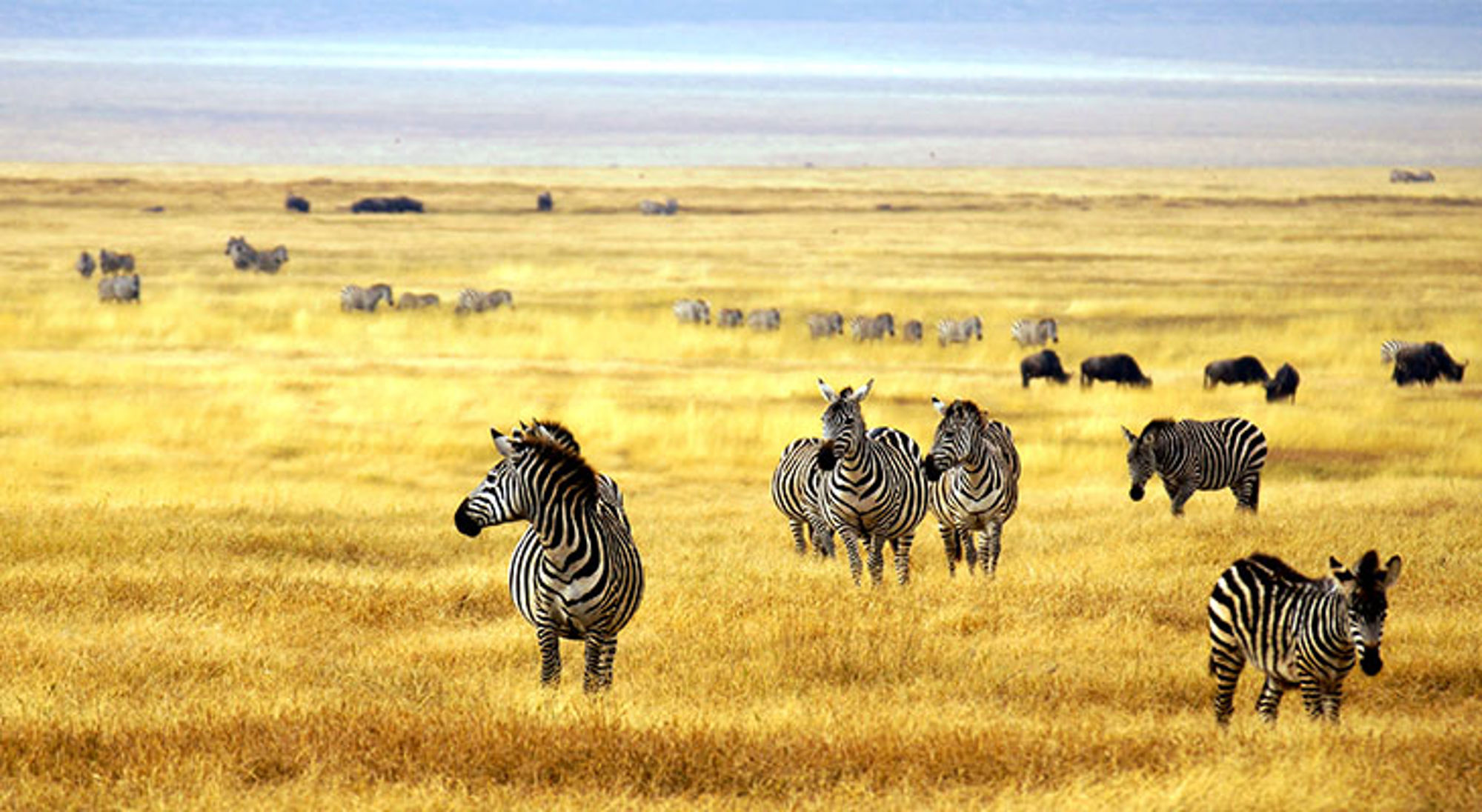 Zebra’s en gnoes op de savanne tijdens een safari.