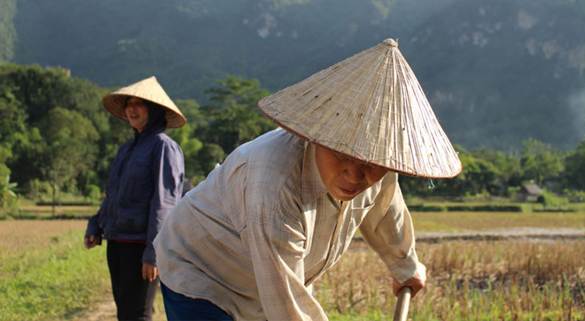 Vietnamese boeren werken op een rijstveld met traditionele rieten hoeden, met groene bergen op de achtergrond.