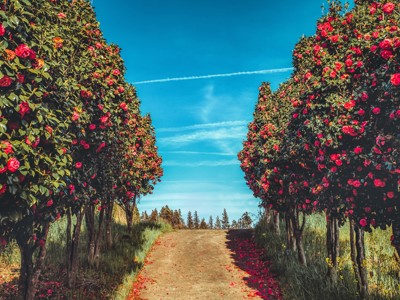Bloeiende camelia’s langs een wandelpad op Jeju, Zuid-Korea.