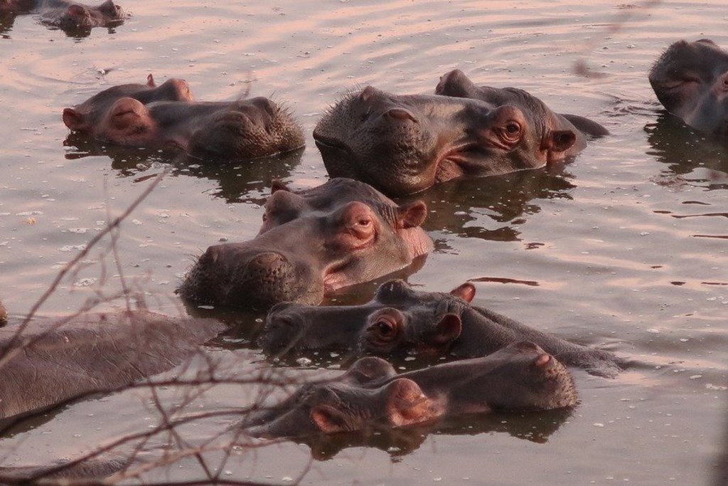 Groep olifanten in de savanne tijdens een groepsrondreis door Oeganda.
