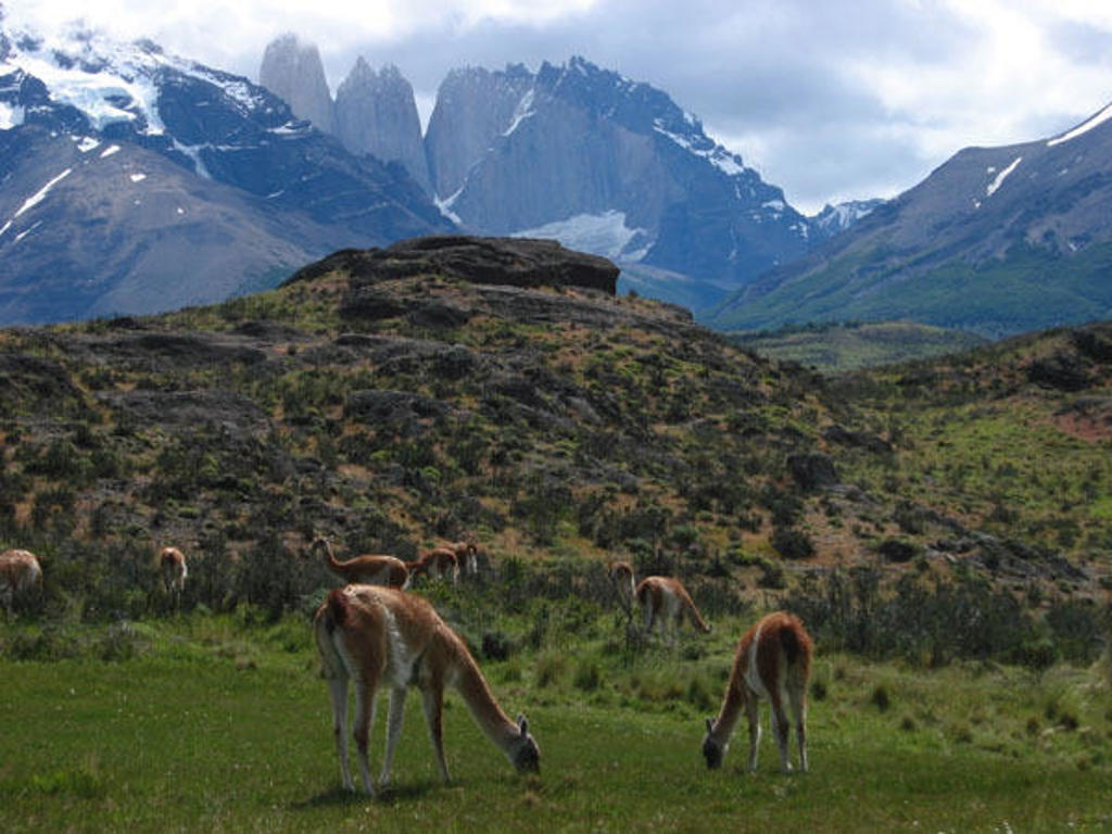 Grazende guanaco’s in Patagonië met bergmassief Torres del Paine op de achtergrond.