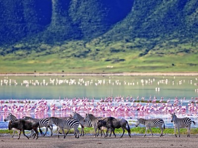 Zebra’s en gnoes bij een meer met flamingo’s, route Kenia, Tanzania en Zanzibar.