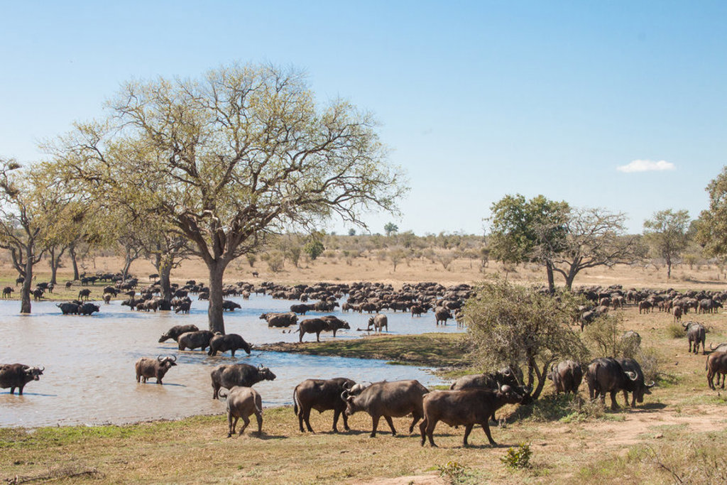 Kudde waterbuffels bij een waterplas in Sri Lanka tijdens een 22-35ers groepsrondreis.