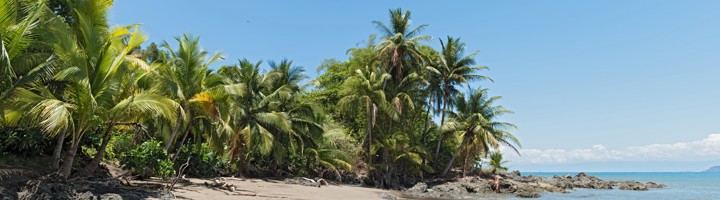 Palmenstrand met rotsen en rustige baai bij Drake Bay, Costa Rica.