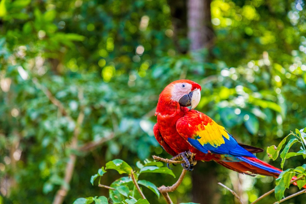 Rode ara met gele en blauwe vleugels in het regenwoud van Guatemala, Honduras en El Salvador.