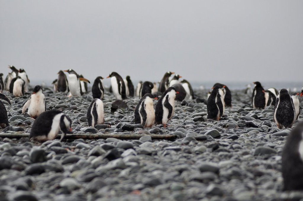 Kolonie koningspinguïns op het strand in Antarctica tijdens de groepsrondreis naar S. Georgia en de Poolcirkel.