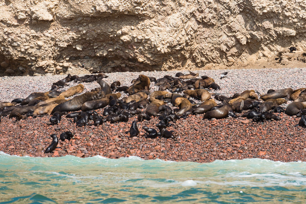 Zeeleeuwen rusten op een rotsachtig strand aan de kust van Peru tijdens een familiereis.