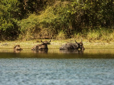 Waterbuffels koelen af in een rivier in Sri Lanka tijdens de route Sri Lanka.