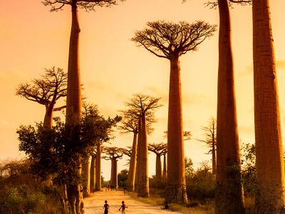 Baobabbomen langs de Avenue of the Baobabs bij zonsondergang, route Kaapstad naar Victoria Falls.