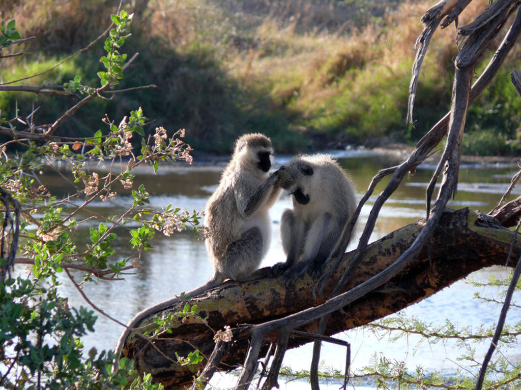 Twee vervetapen verzorgen elkaar op een boomtak bij het water tijdens een safari in Kenia en Tanzania.