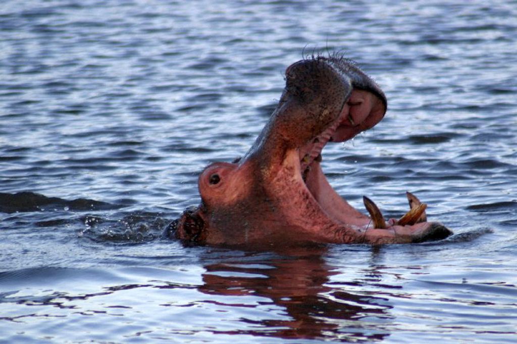 Nijlpaard in het water met wijd open bek, gezien tijdens een groepsrondreis in Kenia en Tanzania.