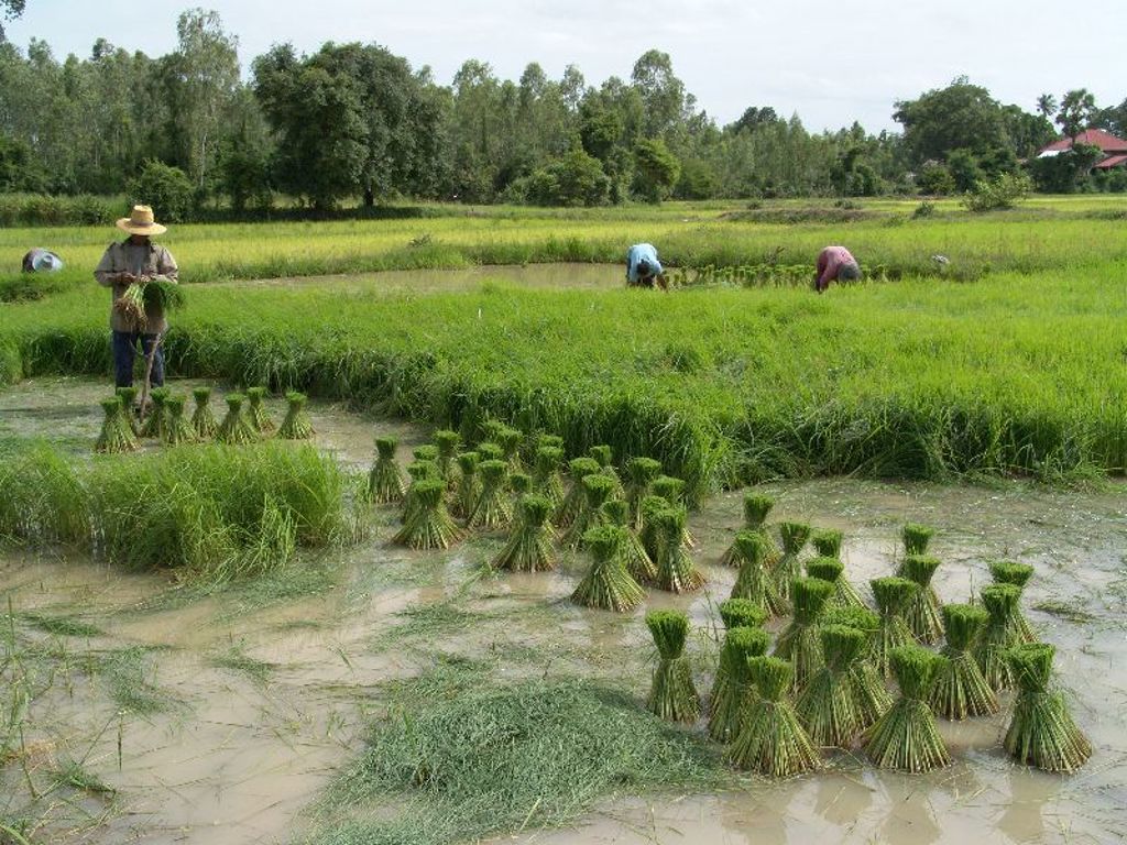Rijstveld in Thailand met boeren die rijstplantjes oogsten en bundelen.