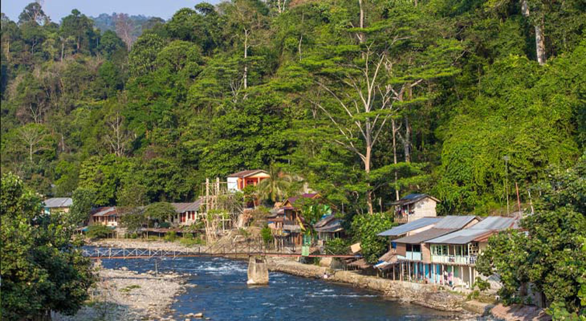Groene grasvelden met bomen in Indonesië.