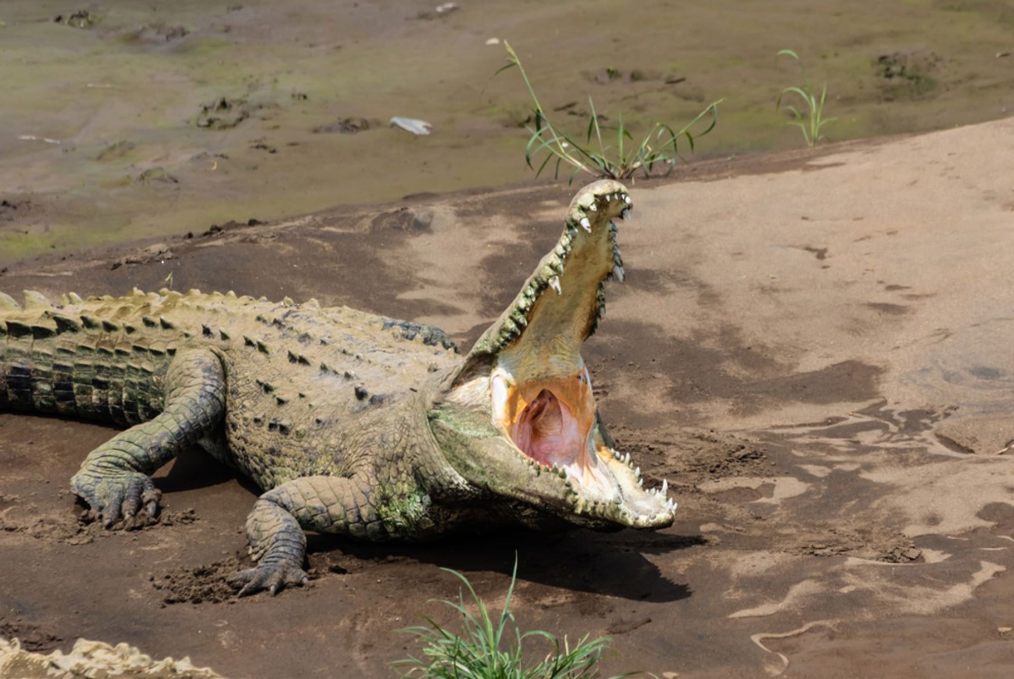 Krokodil met wijd open bek op een modderige rivieroever in Costa Rica.