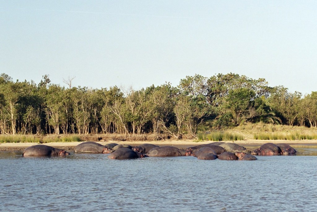 Nijlpaarden rusten in een rivier bij de oever tijdens de groepsrondreis door Zuid-Afrika, eSwatini en Lesotho.