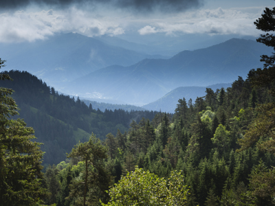 Berglandschap met groene dennenbossen en nevelige bergketens in Georgië tijdens Route Georgië.