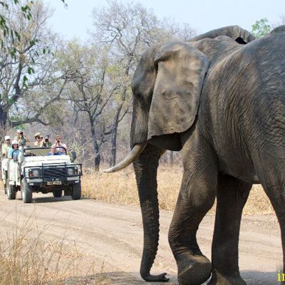 Olifant steekt de weg over tijdens safari met jeeps in Zambia, Malawi en Tanzania.