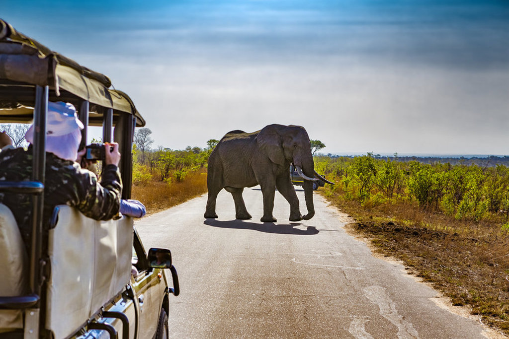 Olifant steekt de weg over tijdens safari in Zuid-Afrika, gezien vanuit een open safarivoertuig.
