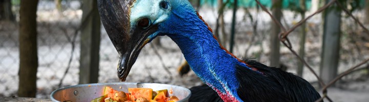 Kasuaris eet fruit bij Wildlife Friends Foundation Thailand.