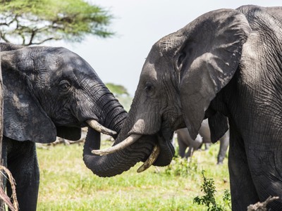 Twee olifanten raken elkaar met hun slurven op de savanne tijdens de route Kenia en Tanzania.