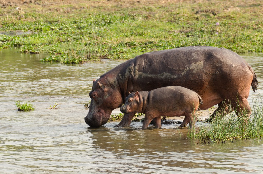 Nijlpaard met jong in ondiep water tijdens groepsrondreis door Zuid-Afrika, eSwatini en Lesotho.
