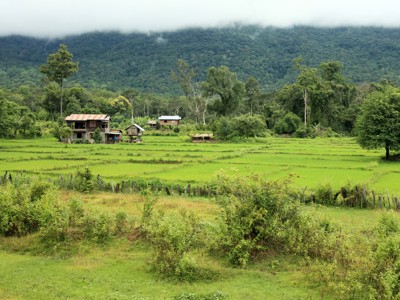 Groene rijstvelden met houten huizen aan de rand van het bos, met mistige heuvels op de achtergrond in Laos.