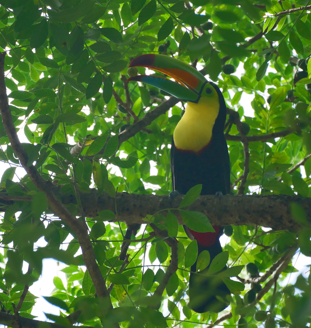 Toekan in de jungle van Costa Rica, zittend op een tak tussen groene bladeren.