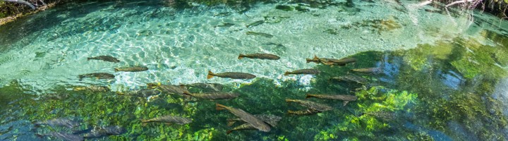Kristalheldere rivier met vissen bij Bonito, Brazilië.