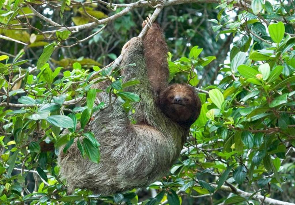 Toekan in het regenwoud van Costa Rica tijdens een groepsrondreis.
