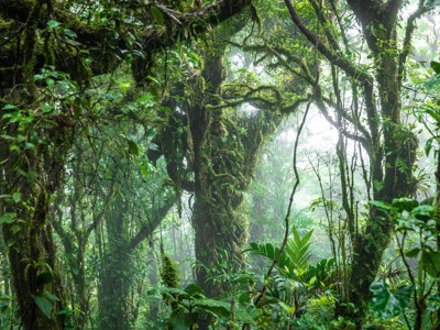 Mistig regenwoud met met mos begroeide bomen langs de route Costa Rica en Nicaragua.