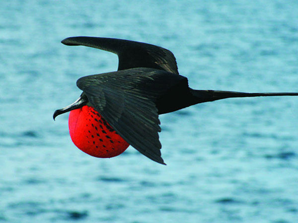 Vliegende fregatvogel met rode keelzak boven zee op de Galapagos-eilanden, Ecuador.