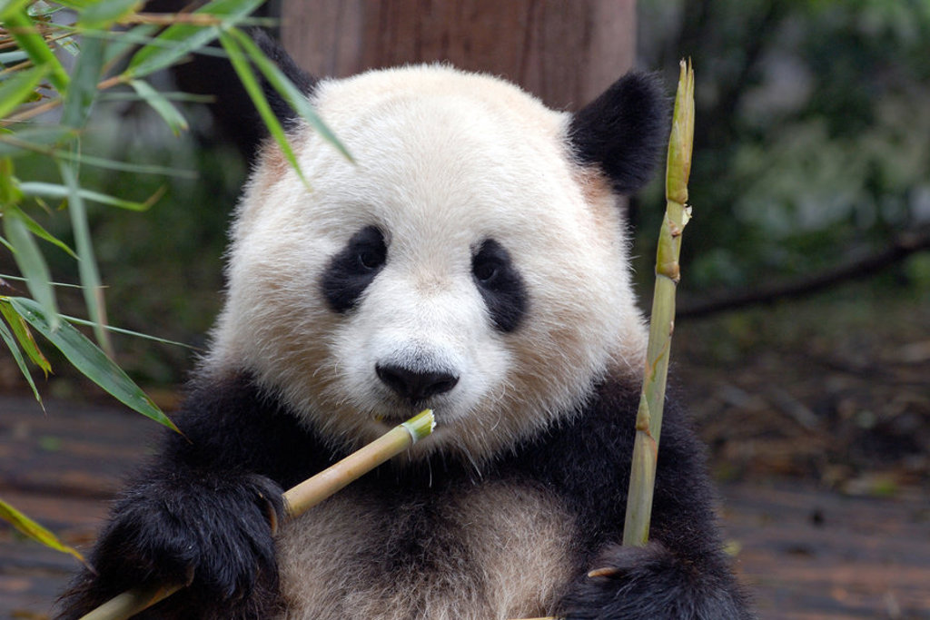 Reuzenpanda in China eet bamboe tijdens een familiereis.