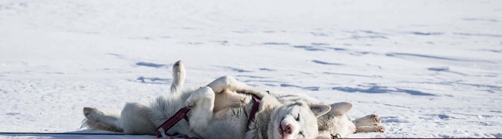Sledehonden rusten in de sneeuw op Spitsbergen tijdens een rondreis.