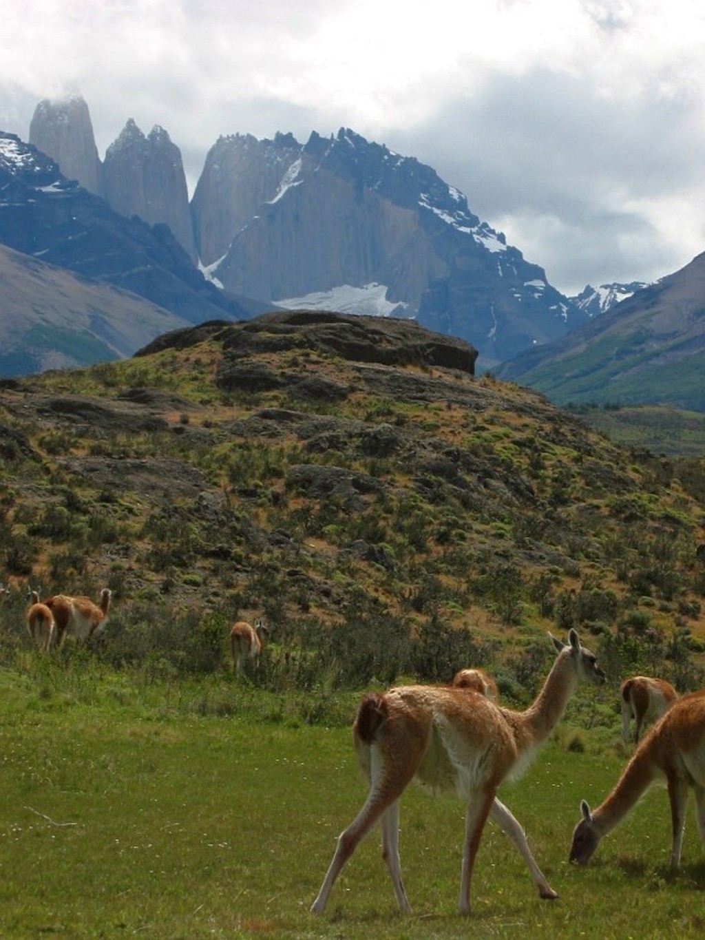 Guanaco’s grazen op de steppe met besneeuwde bergtoppen in Patagonië op de achtergrond.