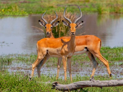 Twee impala’s bij een waterplas op de route Victoria Falls naar Windhoek in Zuidelijk Afrika.