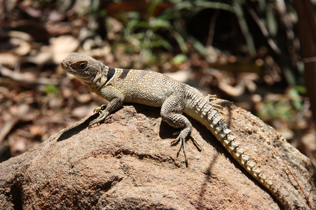 Zonaanbiddende hagedis op een rots in Madagascar tijdens een groepsrondreis.