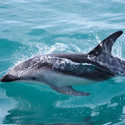 Dolfijn zwemt door helder water bij Kaikoura tijdens de excursie zwemmen met dolfijnen.