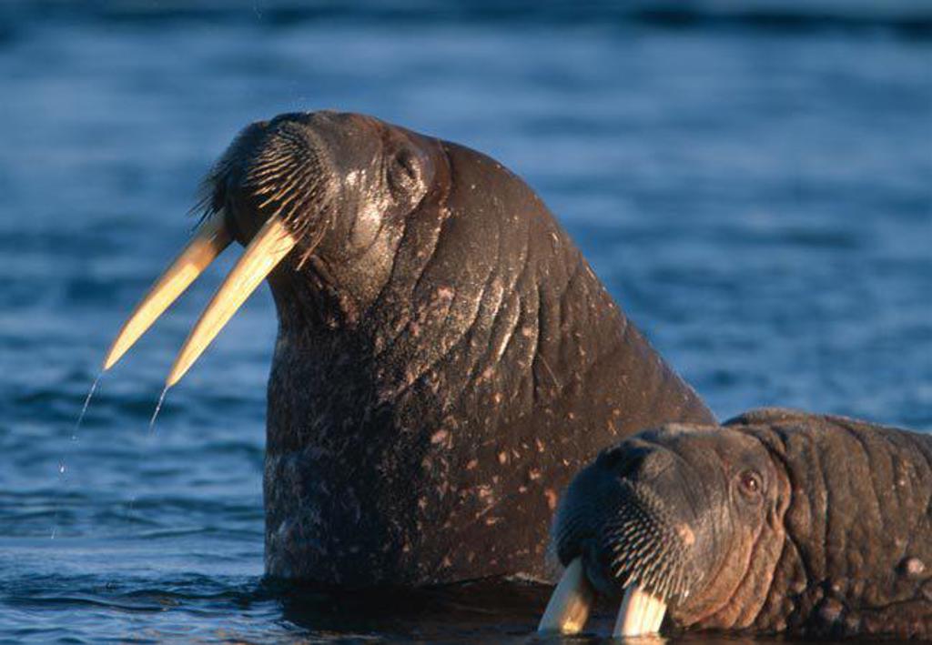 Walrus zwemt in de Arctische zee tijdens groepsrondreis Spitsbergen, Groenland en IJsland.