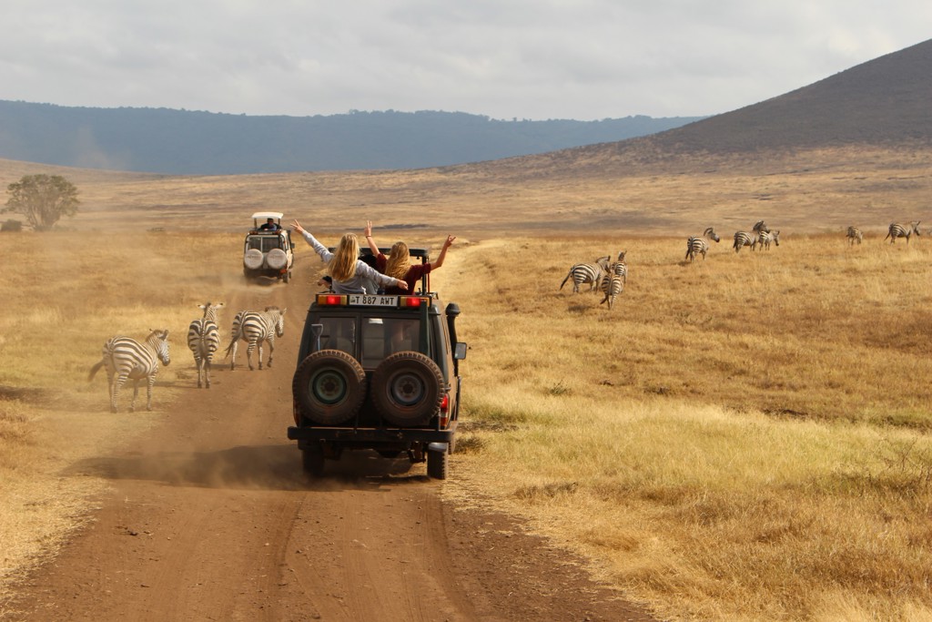 Safari-jeeps tussen zebra’s op de savanne in Tanzania tijdens familiereis Tanzania en Zanzibar.