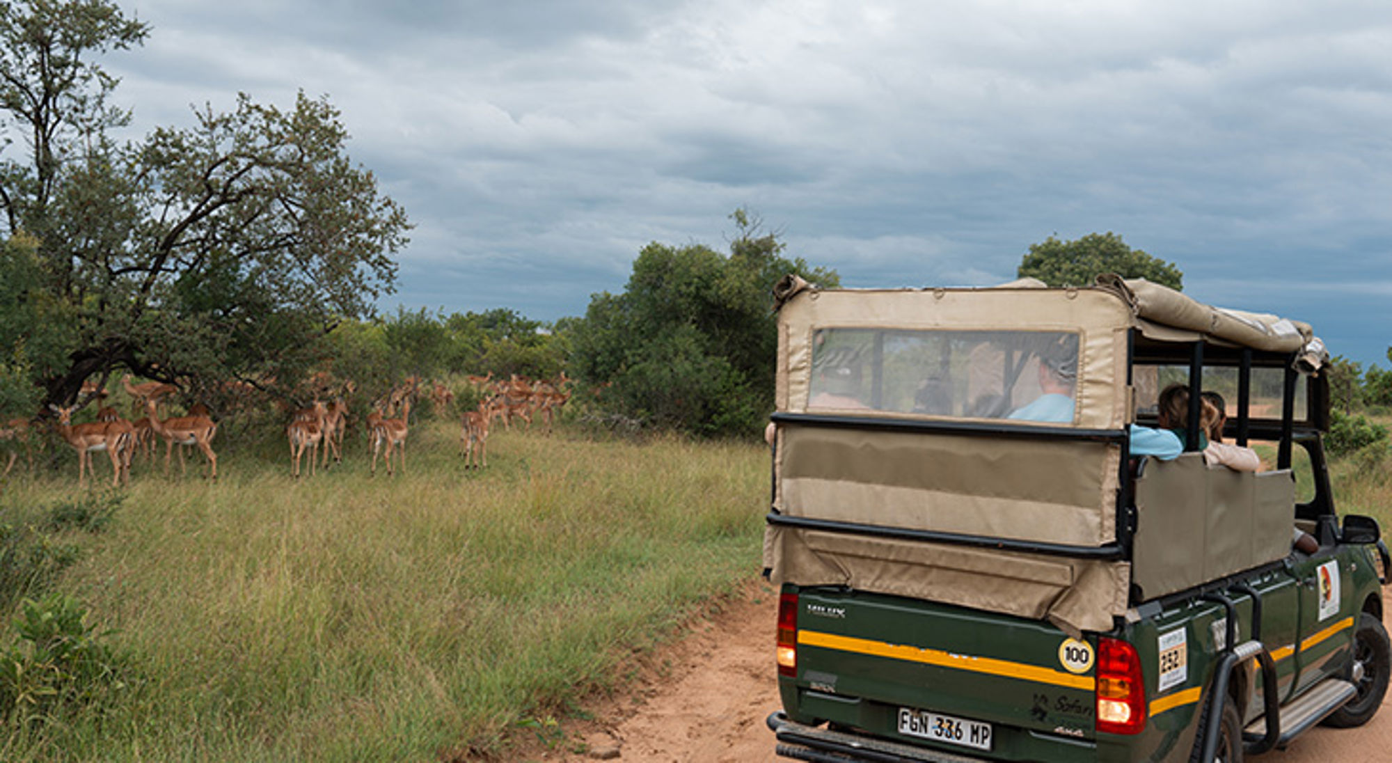Safari-jeep met toeristen die een kudde impala’s spotten in een wildpark in Zuid-Afrika.