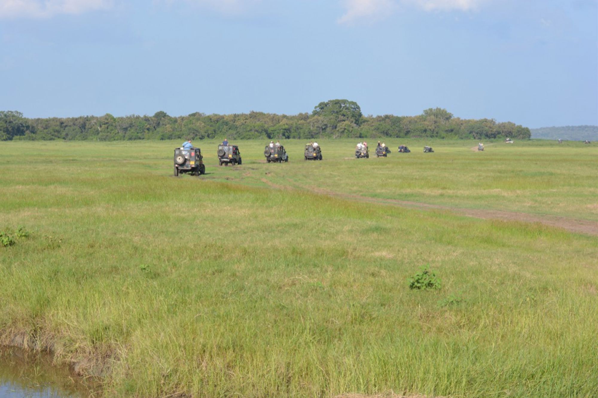 Jeep-safarivoertuigen rijden over de grasvlakte in een nationaal park in Sri Lanka.