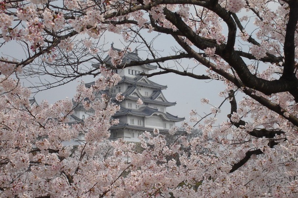 Kasteel van Himeji tussen bloeiende kersenbloesem tijdens een groepsrondreis Japan.