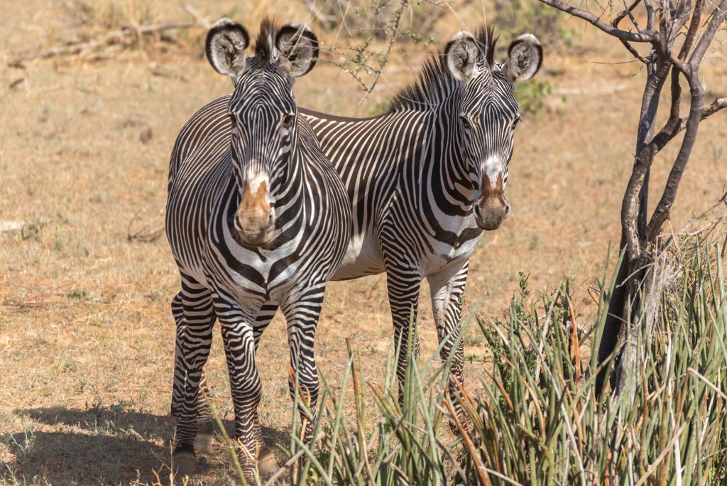 Twee zebra’s in de wildernis van Tanzania tijdens een familiereis naar Tanzania en Zanzibar.