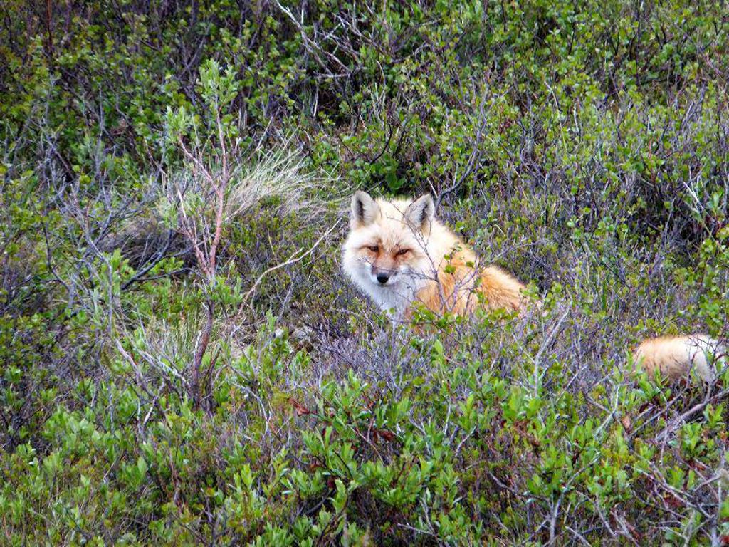 Groen naaldbos in de wildernis van Alaska tijdens een groepsrondreis met kamperen en hotels.