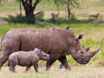 Neushoorn met jong in de savanne tijdens de route Kenia, Tanzania en Zanzibar.