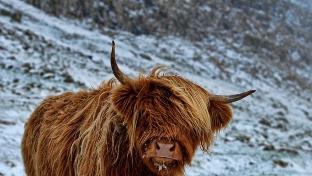 Schotse hooglander in besneeuwd landschap op Fair Isle, Faeröer en Spitsbergen rondreis.