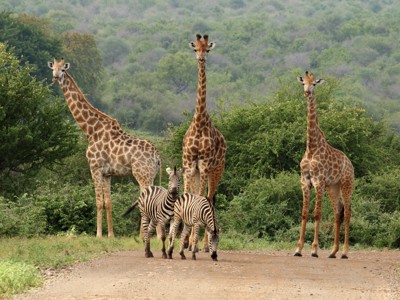 Giraffen en zebra’s in de bush van Zuid-Afrika tijdens de Route Zuid-Afrika.