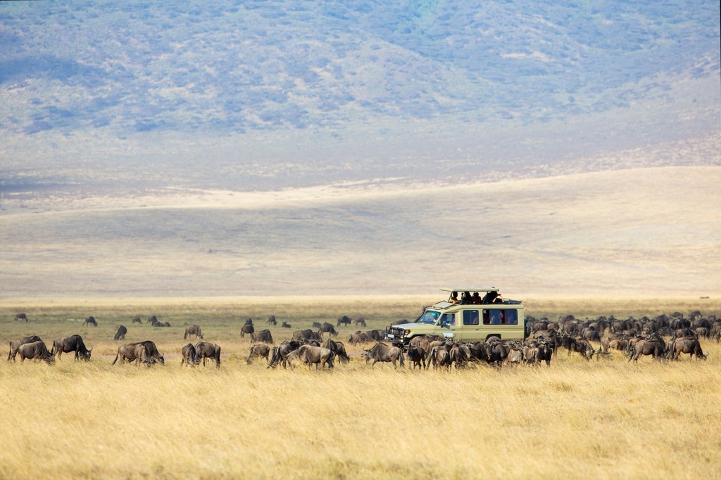 Safari-jeep tussen een kudde gnoes op de savanne tijdens een groepsrondreis Kenia en Tanzania.