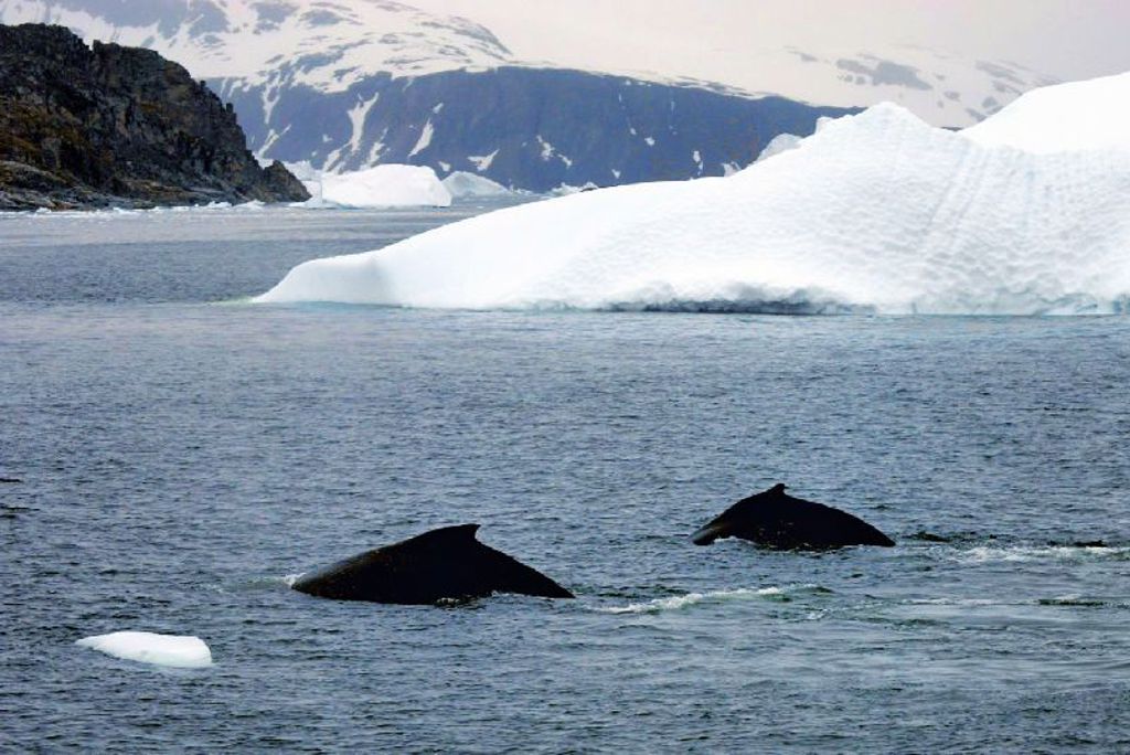 Twee walvissen zwemmen langs ijsbergen in Antarctica tijdens een groepsrondreis.
